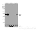 CTGF Antibody