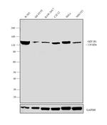 GEF-H1 Antibody in Western Blot (WB)