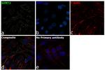 SHMT2 Antibody in Immunocytochemistry (ICC/IF)