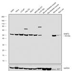 SHMT2 Antibody in Western Blot (WB)