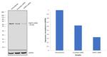 SHMT2 Antibody in Western Blot (WB)