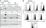 Influenza A NS2 Antibody in Western Blot (WB)