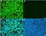 Influenza A NP Antibody in Immunocytochemistry (ICC/IF)