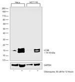 LC3B Antibody in Western Blot (WB)