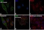COX2 Antibody in Immunocytochemistry (ICC/IF)
