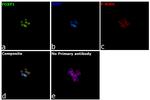 FOXP1 Antibody in Immunocytochemistry (ICC/IF)