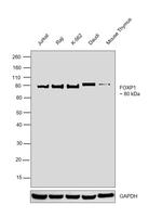 FOXP1 Antibody in Western Blot (WB)