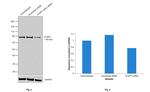 FOXP1 Antibody in Western Blot (WB)