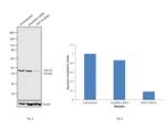 Cytokeratin 19 Antibody in Western Blot (WB)