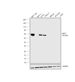 Cytokeratin 5 Antibody in Western Blot (WB)