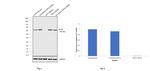 Cytokeratin 5 Antibody