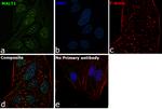 MALT1 Antibody in Immunocytochemistry (ICC/IF)