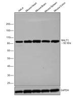 MALT1 Antibody in Western Blot (WB)