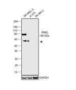 PMEL Antibody in Western Blot (WB)