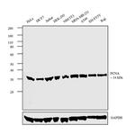 PCNA Antibody in Western Blot (WB)