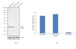 PCNA Antibody