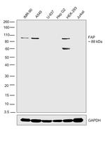 FAP Antibody