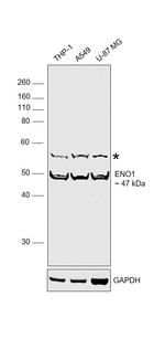 ENO1 Antibody in Western Blot (WB)