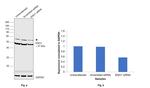 ENO1 Antibody in Western Blot (WB)