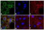 Rat IgG (H+L) Cross-Adsorbed Secondary Antibody in Immunocytochemistry (ICC/IF)