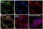 CXCR1 Antibody in Immunocytochemistry (ICC/IF)