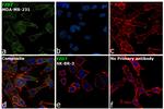 FZD7 Antibody in Immunocytochemistry (ICC/IF)