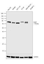 FZD7 Antibody in Western Blot (WB)