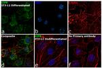 GIPR Antibody in Immunocytochemistry (ICC/IF)