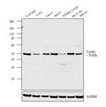 TACR3 Antibody in Western Blot (WB)