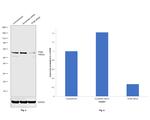 TFEB Antibody in Western Blot (WB)