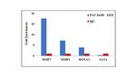 EED Antibody in ChIP Assay (ChIP)