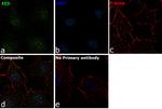 EED Antibody in Immunocytochemistry (ICC/IF)