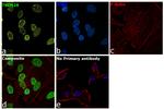 TRIM28 Antibody in Immunocytochemistry (ICC/IF)