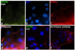 IFITM3 Antibody