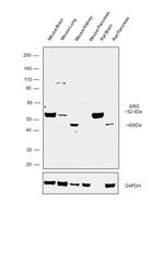 ERG Antibody