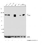 Axl Antibody