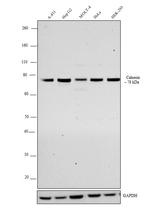 Calnexin Antibody in Western Blot (WB)