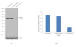 Calnexin Antibody in Western Blot (WB)