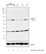 Cyclin A2 Antibody in Western Blot (WB)