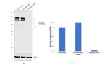 Calpastatin Antibody in Western Blot (WB)