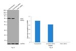 PAK1 Antibody in Western Blot (WB)