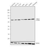 BMAL1 Antibody in Western Blot (WB)