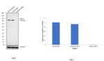 Drebrin Antibody in Western Blot (WB)