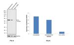 MLKL Antibody