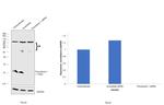 Thioredoxin 1 Antibody in Western Blot (WB)