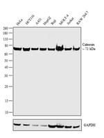 Calnexin Antibody in Western Blot (WB)