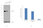 Calnexin Antibody