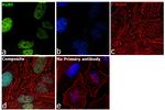 Ku80 Antibody in Immunocytochemistry (ICC/IF)