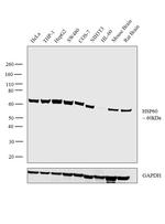 HSP60 Antibody in Western Blot (WB)