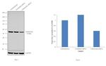 Calreticulin Antibody in Western Blot (WB)